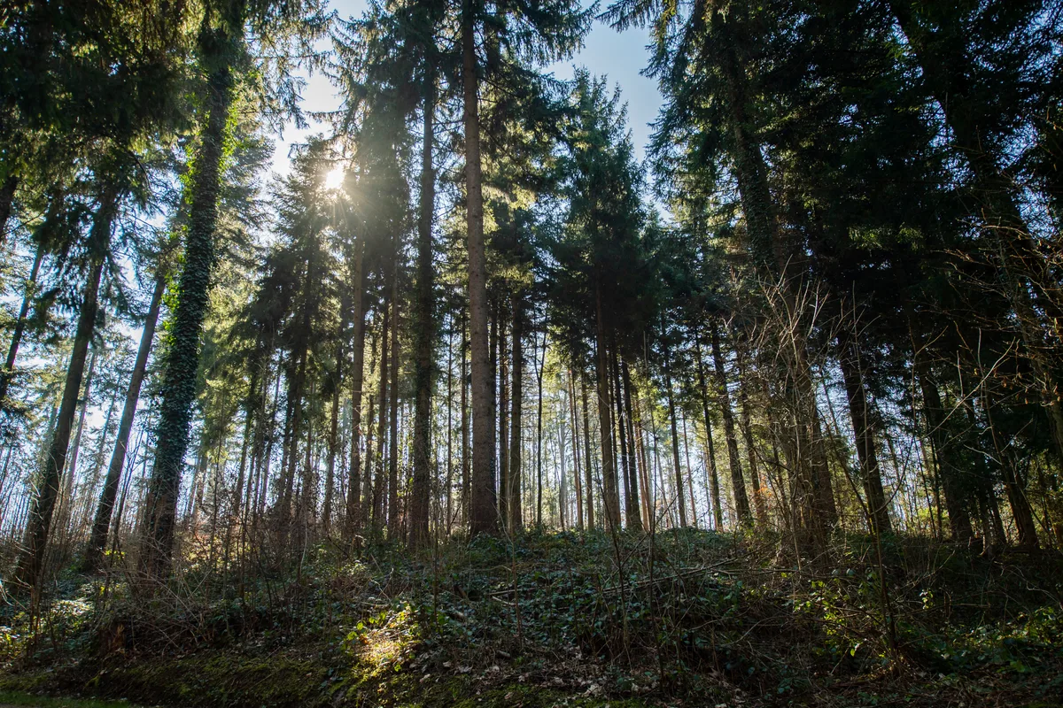 Tägernauer Holz, 4.3.22